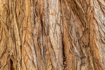 Obraz premium Close Up Tree Bark Texture Background