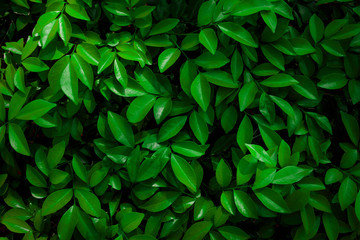 Naklejka na ściany i meble tropical leaf, abstract green leaf texture, nature background