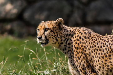 a cheetah resting in a green meadow