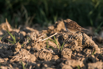 Common skylark (Alauda arvensis)