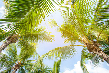 Coconut palm leaves perspective view , tropical palm leaves background