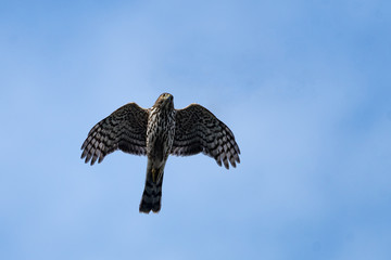 Copper's Hawk flying overhead looking down.