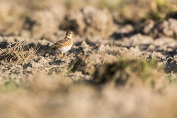 Common skylark (Alauda arvensis)