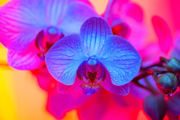 Fototapeta na wymiar delicate pink Orchid with dew drops close-up on light blue background