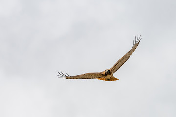 Red-Tail Hawk in flight.
