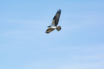 osprey at cascade Idaho