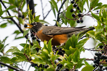 American Robin eating a berry.