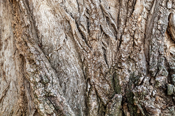 Close Up Tree Bark Texture Background