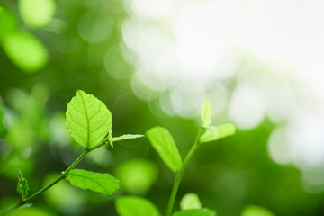 Fototapeta na wymiar Close up of nature view young green leaf on blurred greenery background under sunlight with bokeh and copy space using as background natural plants landscape, ecology wallpaper concept.