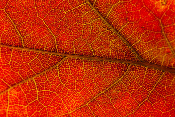 Fototapeta na wymiar Red and yellow leaves macro, veins on transparent leave. Golden autumn.