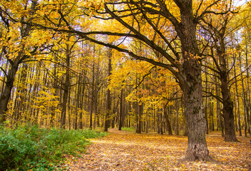 Obraz premium Beautiful autumn view of Bitsa Park (Bitsevski Park), Central Chertanovo, Moscow, Russia