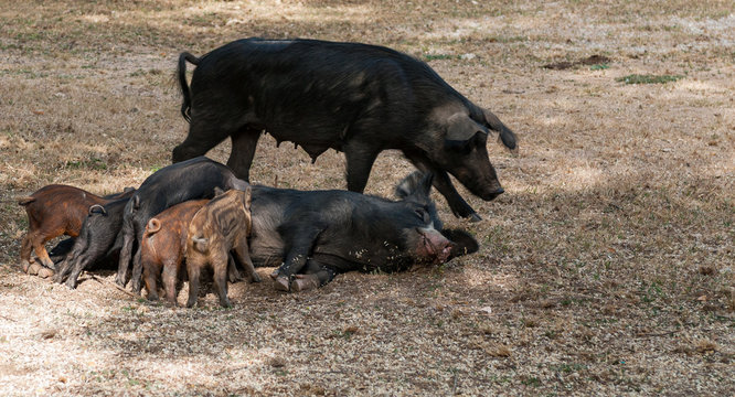 Cinghiale con Cucciolata