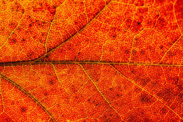 Naklejka na ściany i meble Red and yellow leaves macro, veins on transparent leave. Golden autumn.