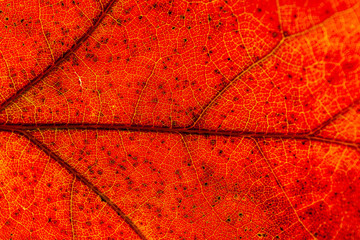 Red and yellow leaves macro, veins on transparent leave. Golden autumn.