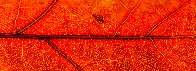 Red and yellow leaves macro, veins on transparent leave. Golden autumn.