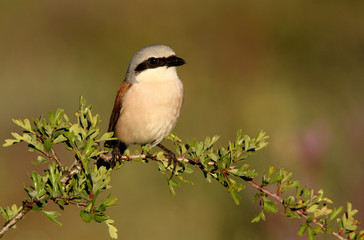 Red-backed shrike, Lanius collurio, bird