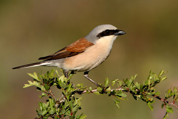 Male of Red-backed shrike, Lanius collurio