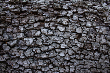 Bark pattern background and old tree texture pattern.