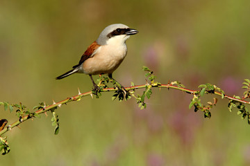 Adult male of Red-backed shrike, Lanius collurio