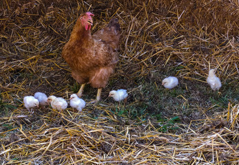Chioccia Gallina con i pulcini