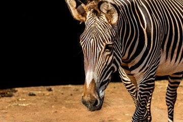 a zebra grazing in a green meadow