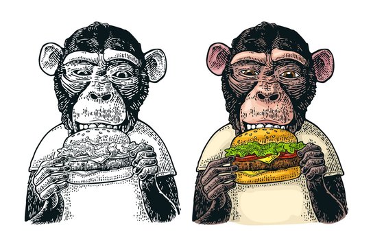Monkey wearing a t-shirt eating a hamburger burger. Vintage color engraving