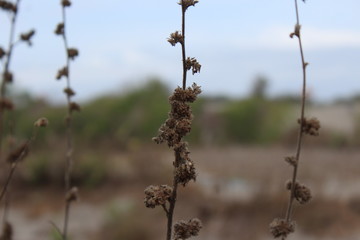 Grass, flower, focus