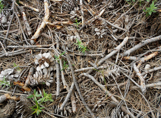DEAD NATURE IN THE WOOD