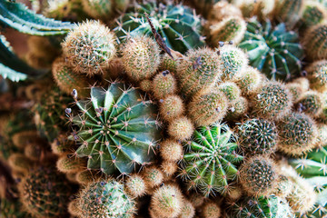 Fototapeta premium Collection of green cactus plants.