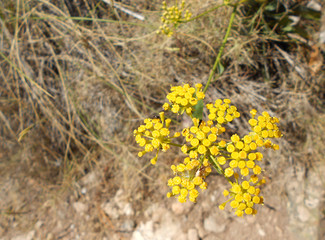 YELLOW FLOWER ON THE BEAUTY NATURE