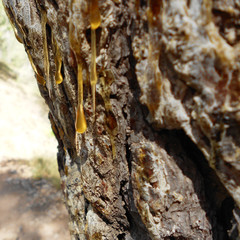 RESINE DRIPPING OVER THE TREE