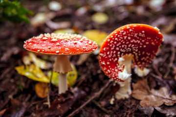 fly agaric mushroom in the forest