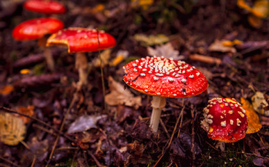 fly agaric mushroom in the forest
