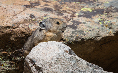 American Pika in Rocky Mountains autumn
