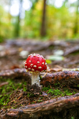 fly agaric mushroom in the forest