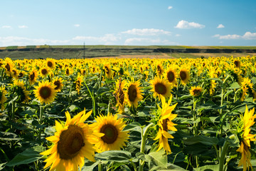 Field of green sunflowers with cloudy sky