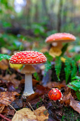 fly agaric mushroom in the forest