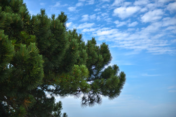 Obraz premium trees and blue sky