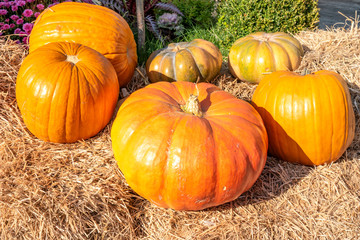 Pumpkin on a straw