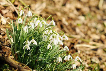 Schneeglöckchen (Galanthus nivalis)