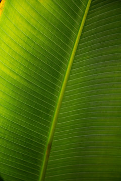Close up tropical leaf