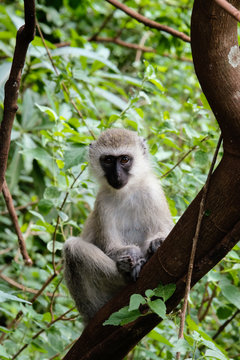 Portrait of gray langur sitting on tree