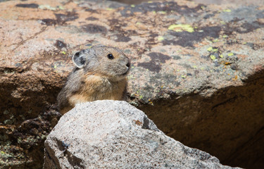 American Pika in Rocky Mountains autumn