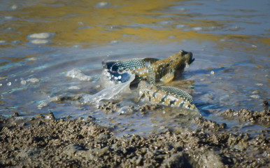 Mudskipper - Fighting of mudskipper or Amphibious fish in mangrove forest.