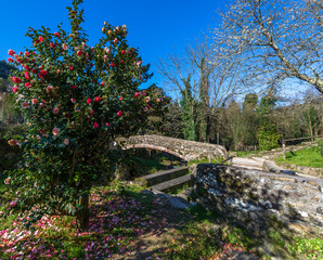 Giardino di Camelie con ponte in pietra