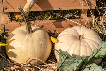 Autumn landscape. Harvest