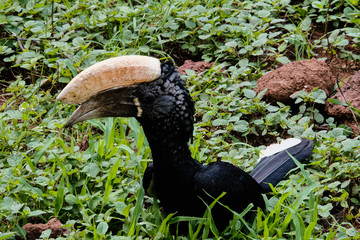 Close up of oriental pied hornbill perching in field