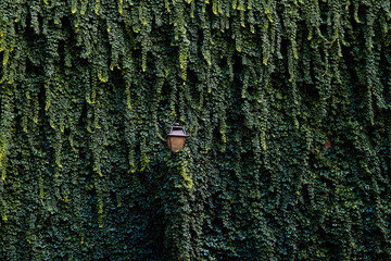 Creepers growing on wall