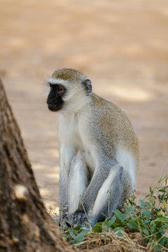 Gray langur sitting in forest