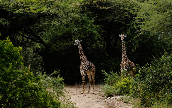 Giraffes walking in forest